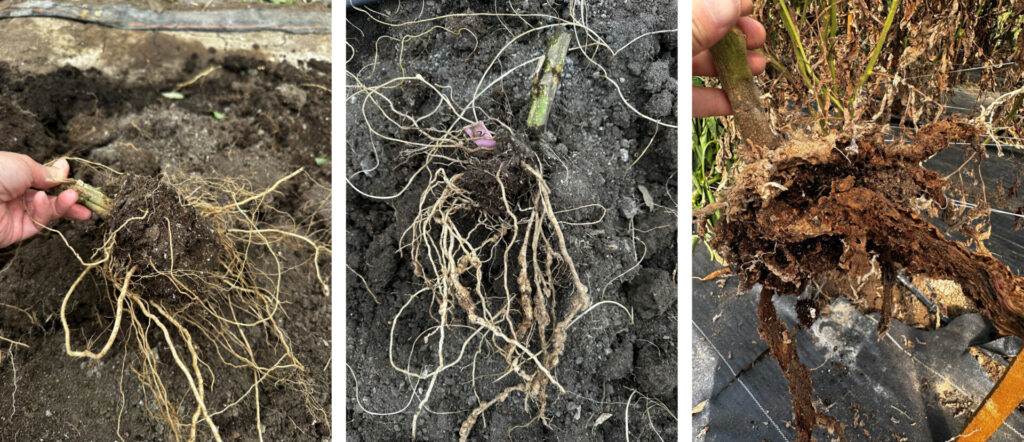 Different degrees of root-knot nematode galling on tomato roots
