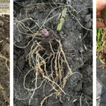 Different degrees of root-knot nematode galling on tomato roots