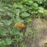 A vibrant, round orange pumpkin sits front and center, partially framed by green foliage and slender weeds.