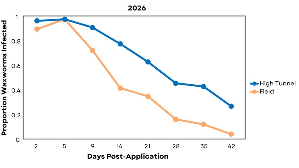 Waxworm EPN infection rates in the high tunnel and open field